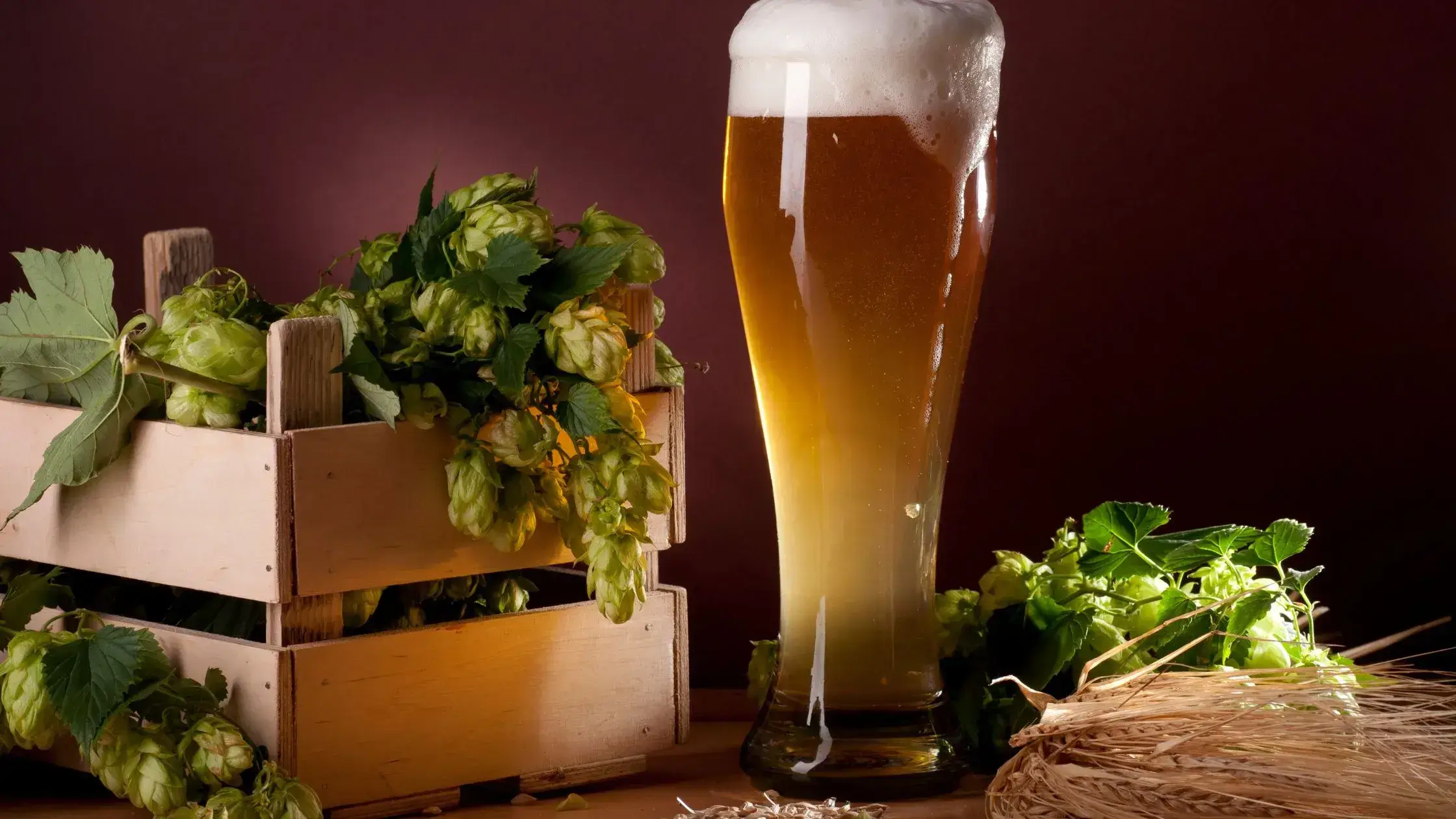 You are currently viewing El Lúpulo como ingrediente esencial de cada cerveza